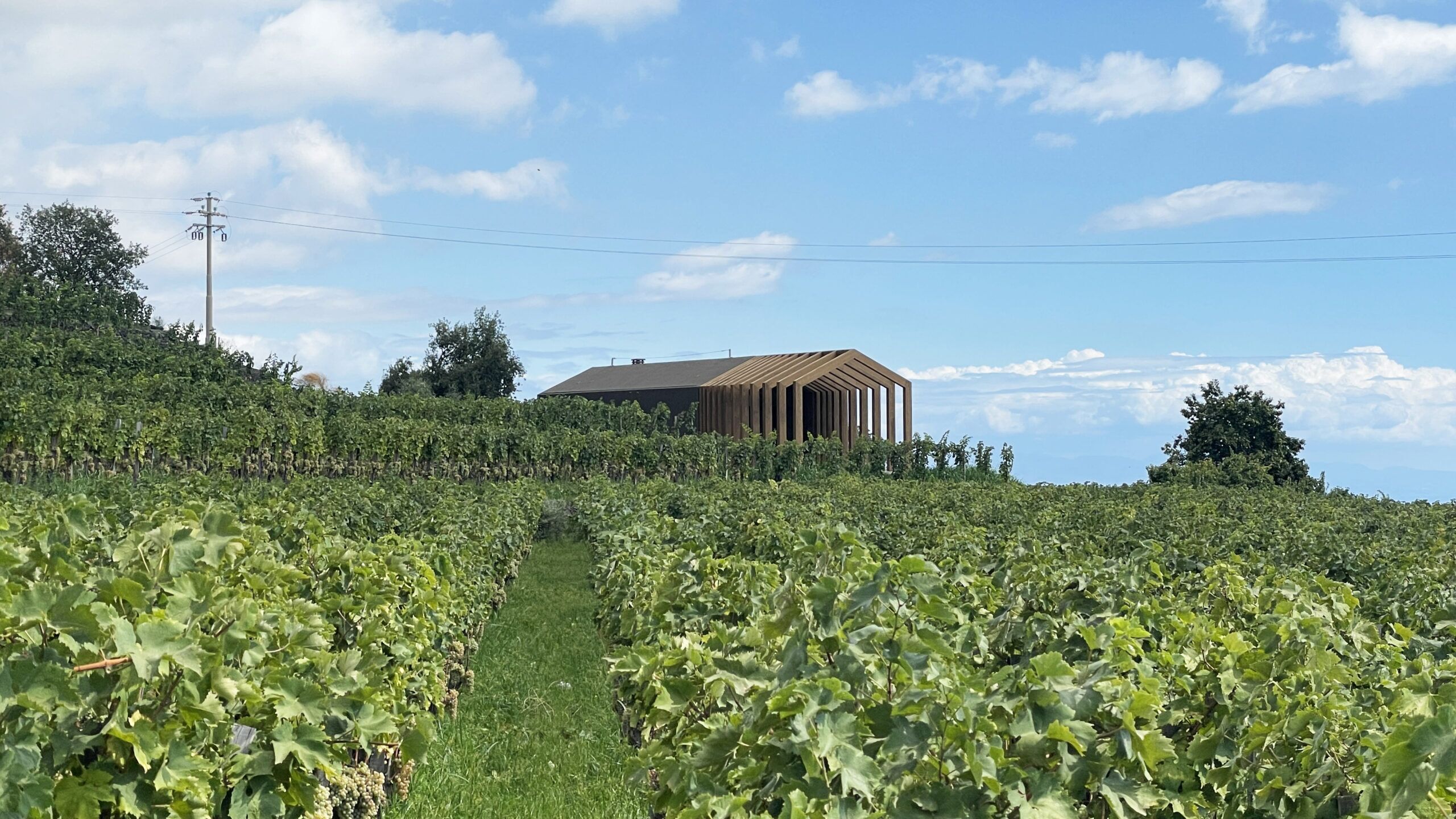 progetto nel vigneto